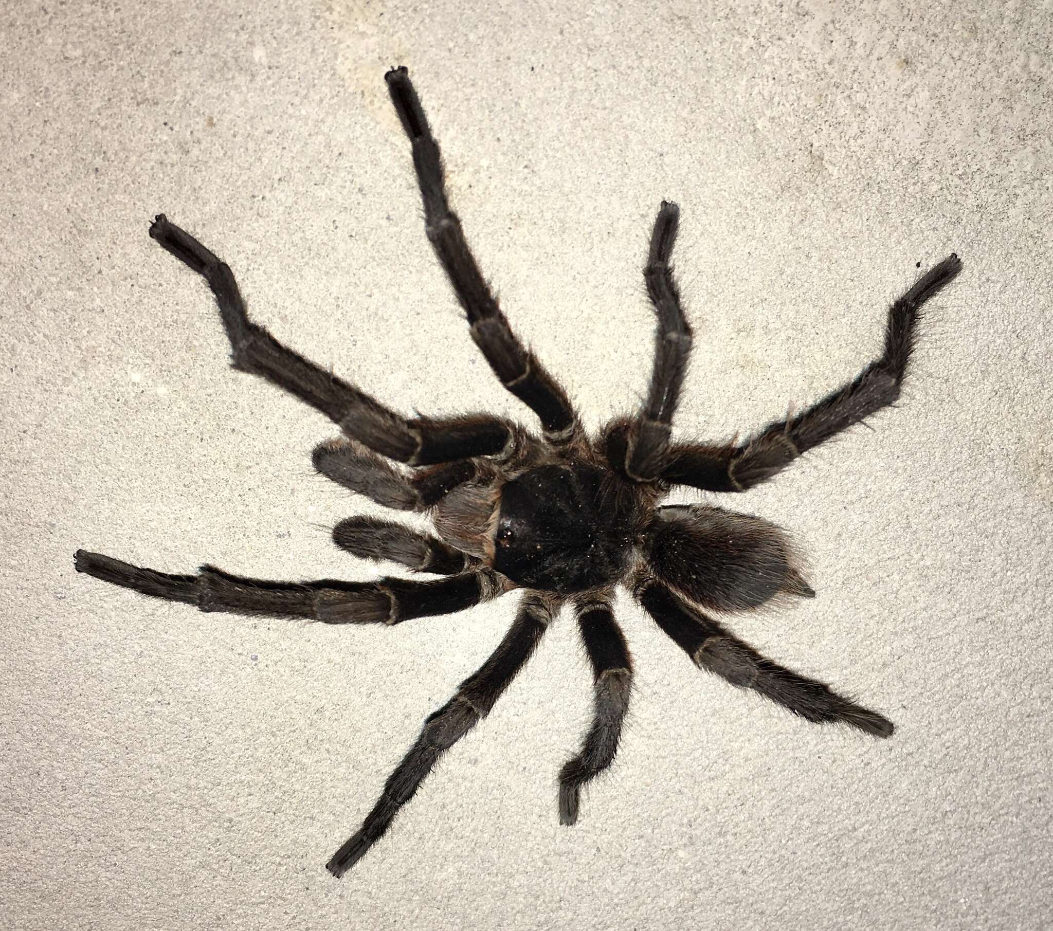 Image of Acanthoscurria cordubensis Thorell 1894