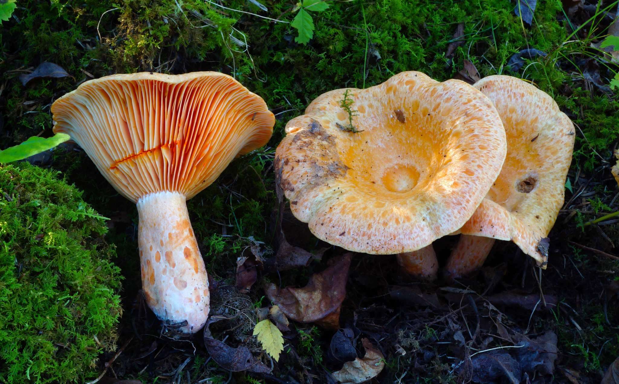 Sivun Lactarius salmonicolor R. Heim & Leclair 1953 kuva