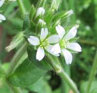 Image of sticky chickweed