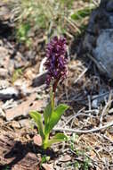 Image of Giant Orchid