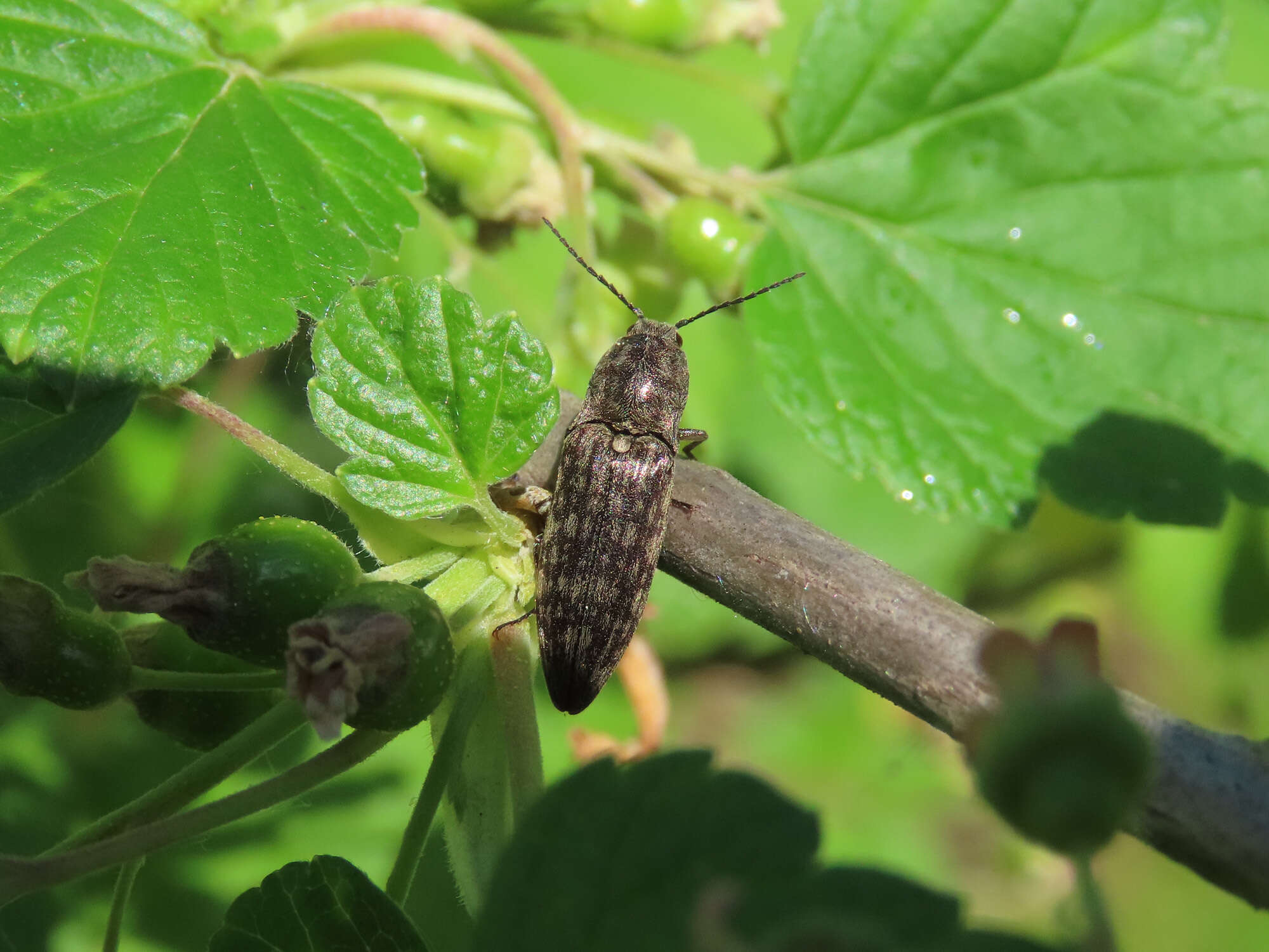 Image de Actenicerus sjaelandicus