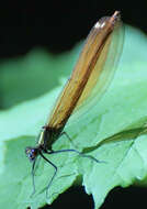 Image of Calopteryx virgo Linnaeus 1758