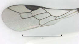 Image of Spilomena elegantula R. Turner 1916