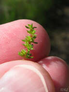 Crassula tillaea Lester-Garland resmi