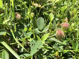 Crotalaria chinensis L. resmi