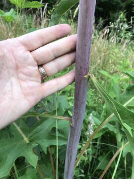 Imagem de Silphium compositum var. compositum