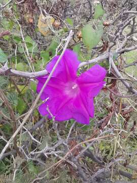 Image of Ipomoea emetica Choisy