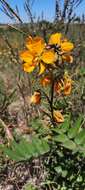 Senna scabriuscula (Vogel) H. S. Irwin & Barneby resmi