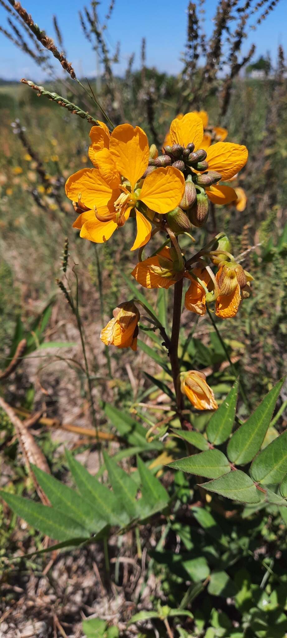 Senna scabriuscula (Vogel) H. S. Irwin & Barneby resmi