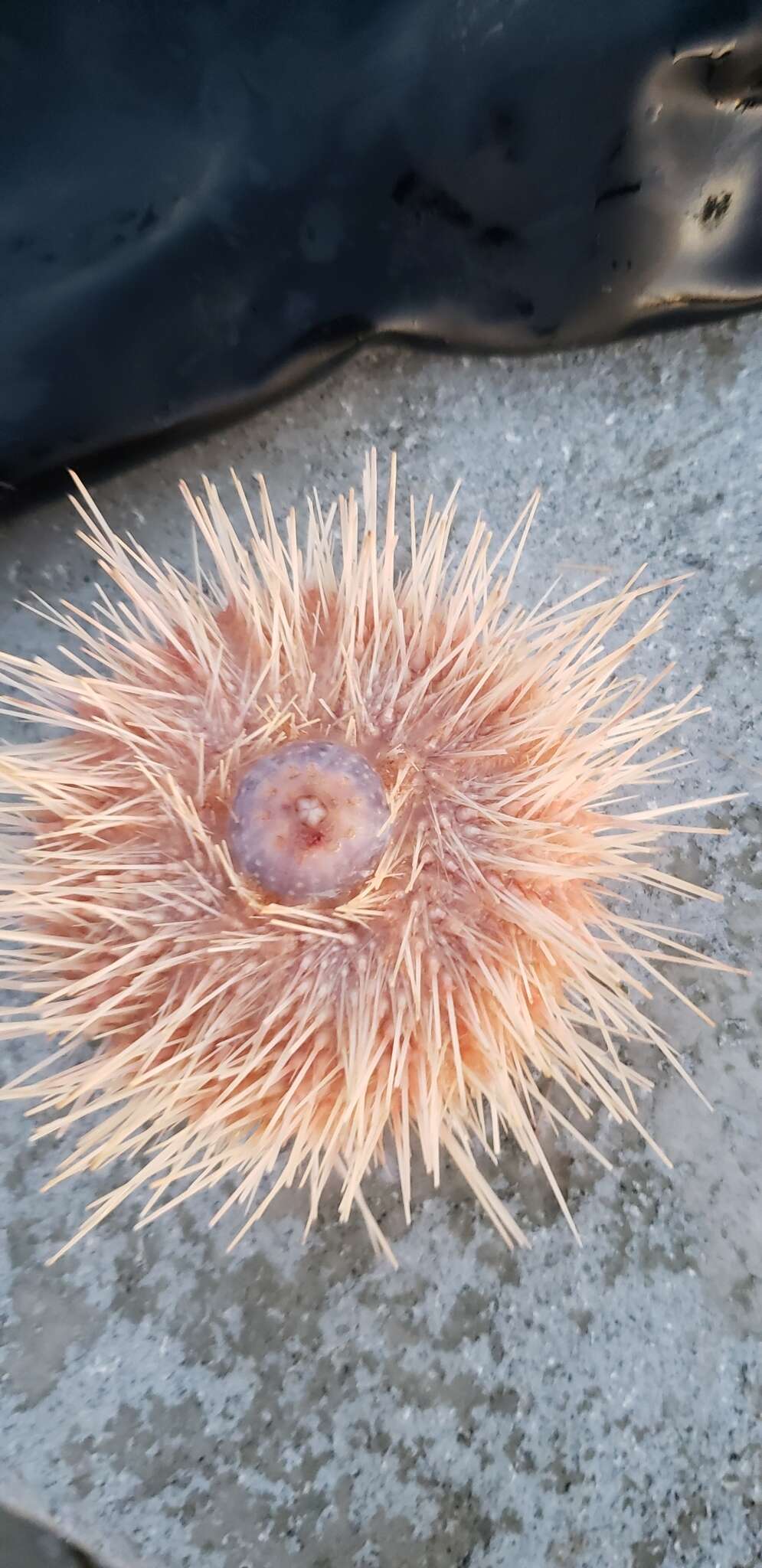 Image of fragile sea urchin