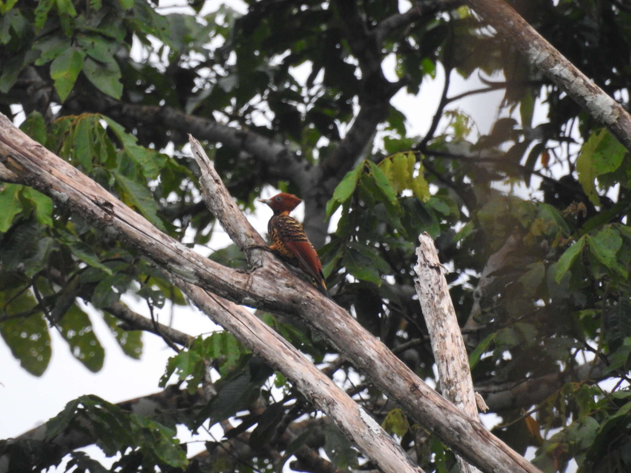 Image of Rufous-headed Woodpecker