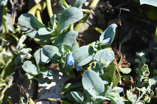 Image de Mertensia maritima subsp. maritima