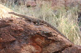 Image of Perentie