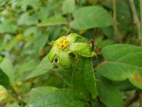 Gonolobus chloranthus Schltdl.的圖片