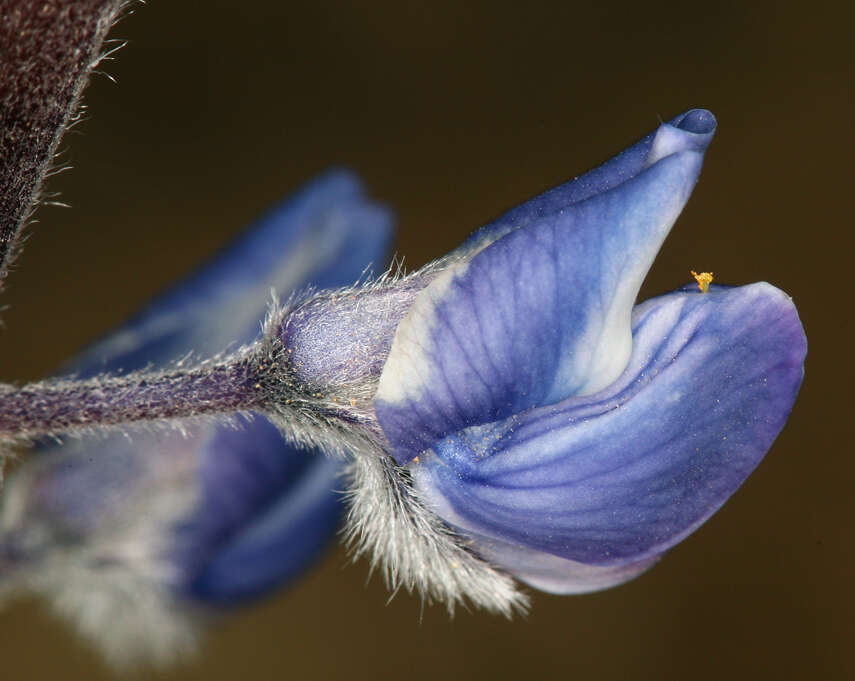 Sivun Lupinus nevadensis A. Heller kuva