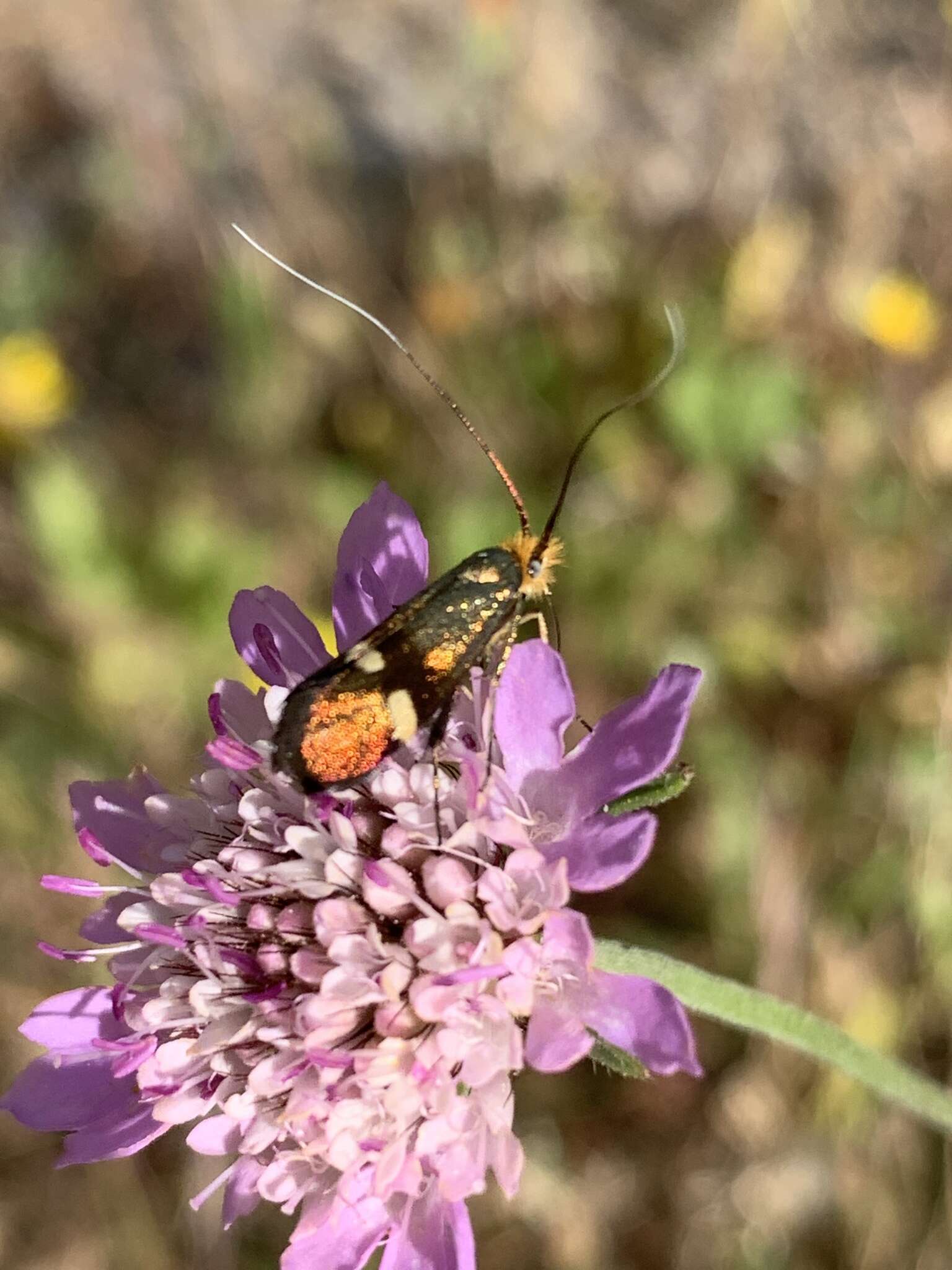 Image of Nemophora raddaella Hübner 1793