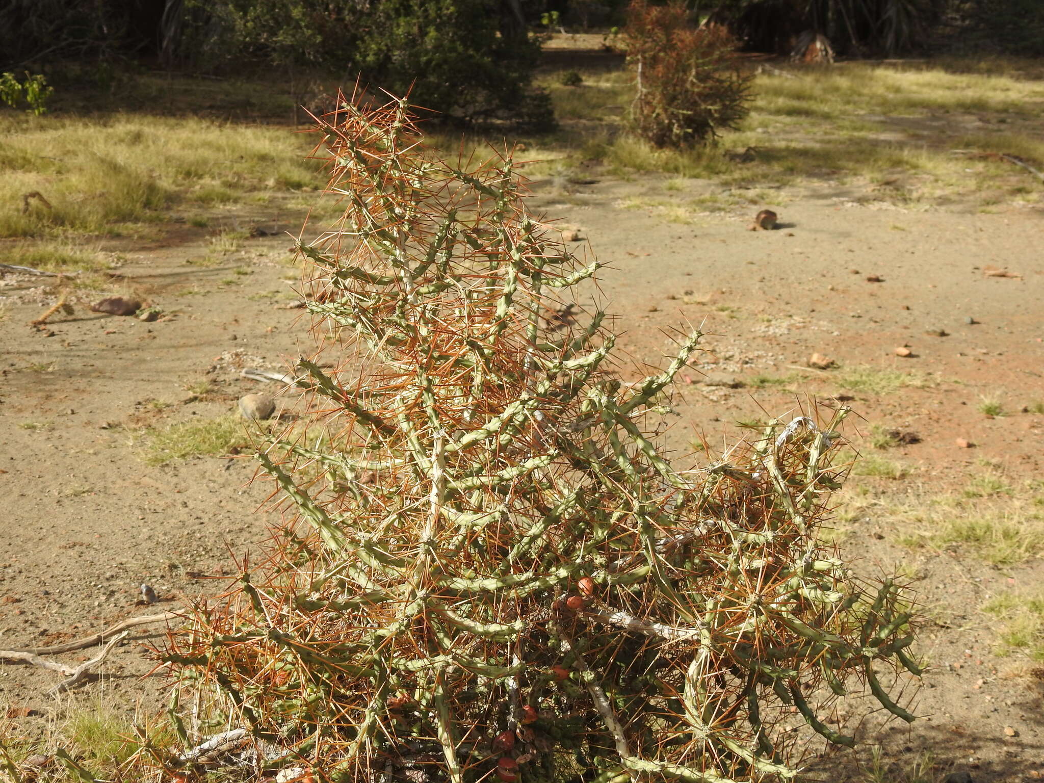 Image of Cylindropuntia caribaea (Britton & Rose) F. M. Knuth