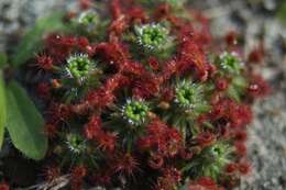 Image of Drosera paleacea subsp. roseana (N. Marchant & Lowrie) Schlauer