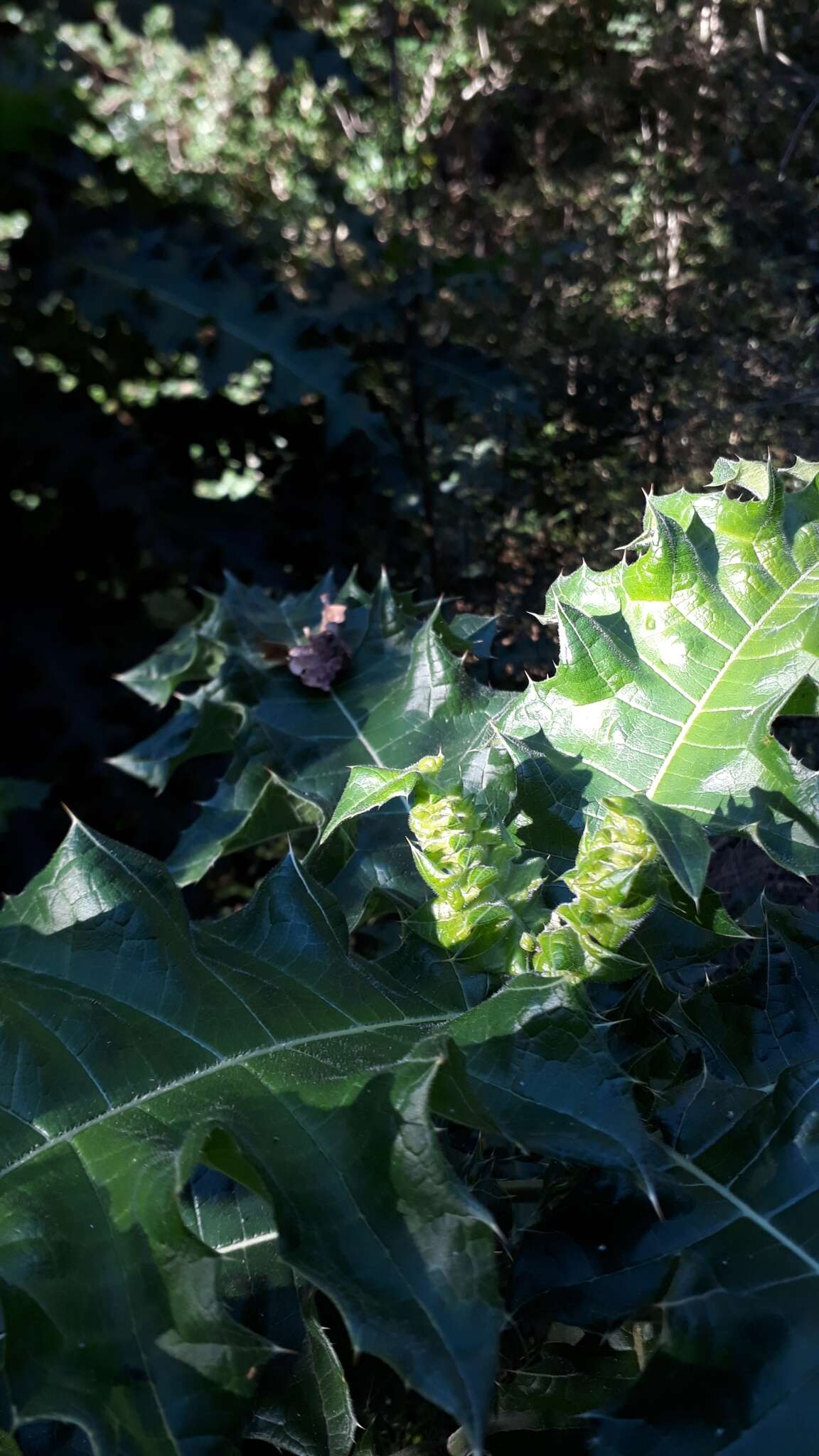 Image of Acanthus polystachyus Del.