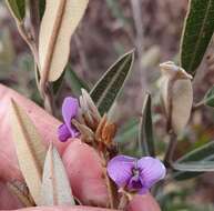 Image of Hovea apiculata G. Don