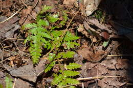 Image of Braun's hollyfern