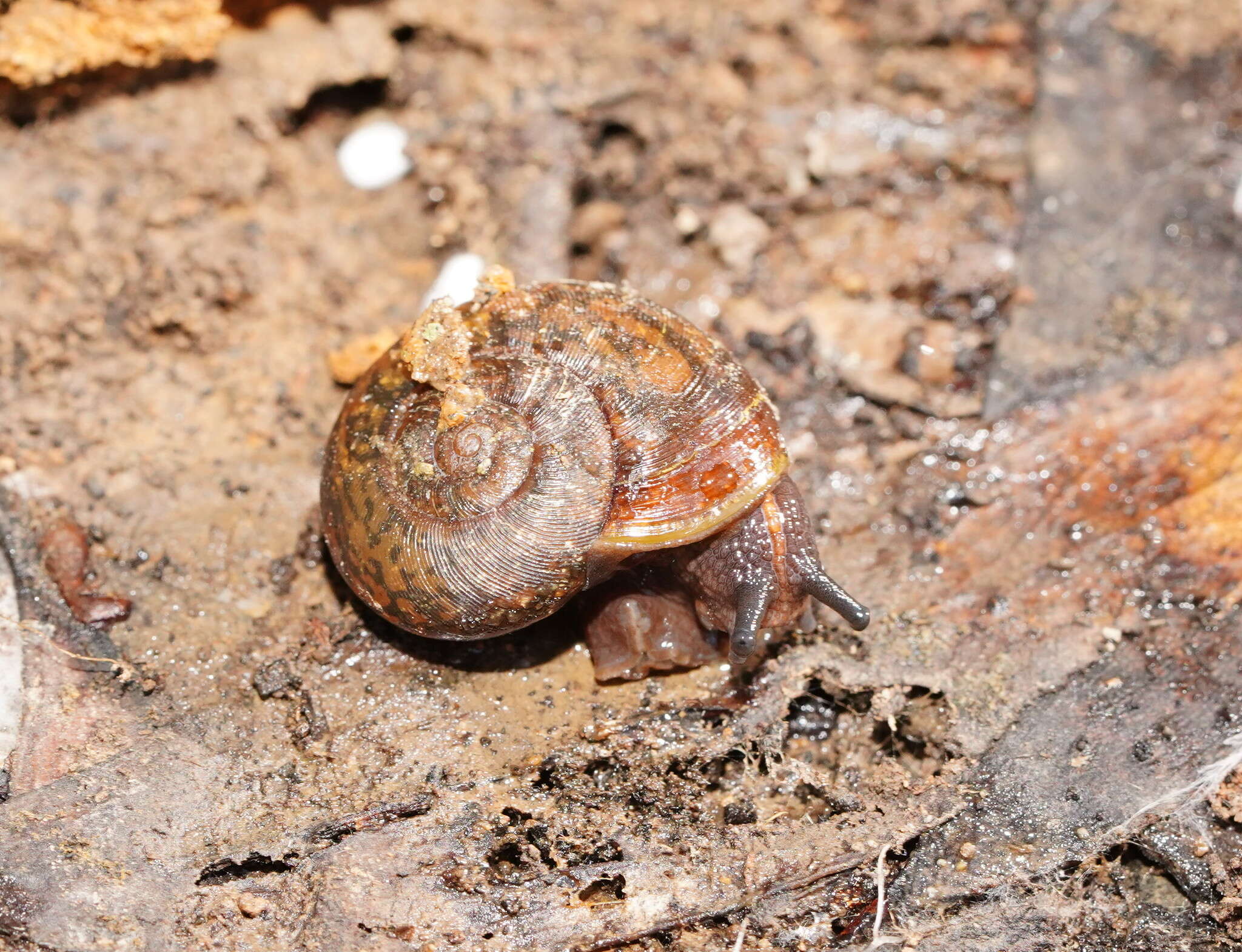 صورة Austrorhytida glaciamans (Iredale 1938)