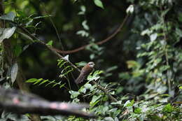 Image of Rufous-necked Scimitar Babbler