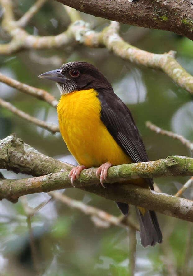 صورة Ploceus bicolor stictifrons (Fischer, GA & Reichenow 1885)