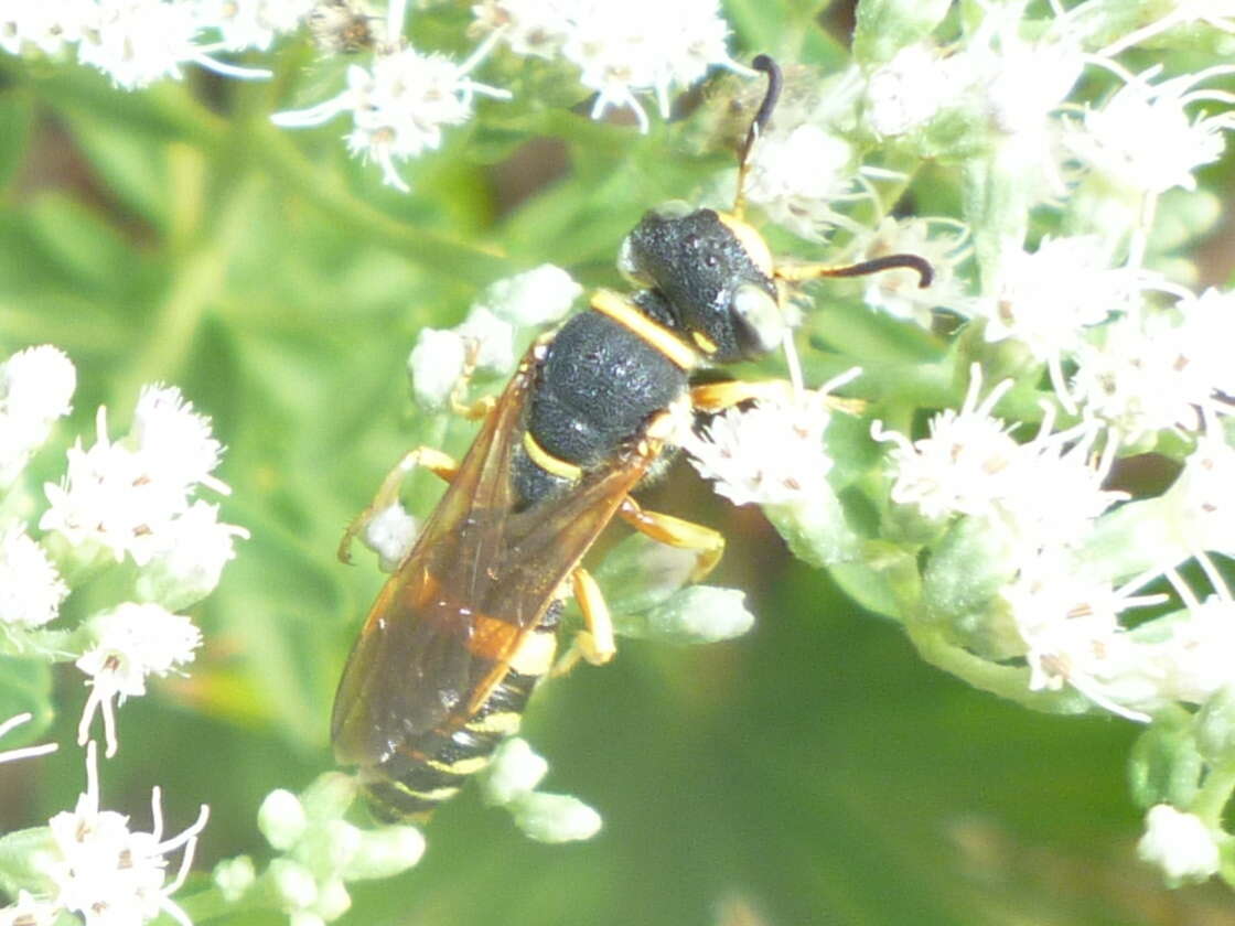 Philanthus ventilabris Fabricius 1798的圖片