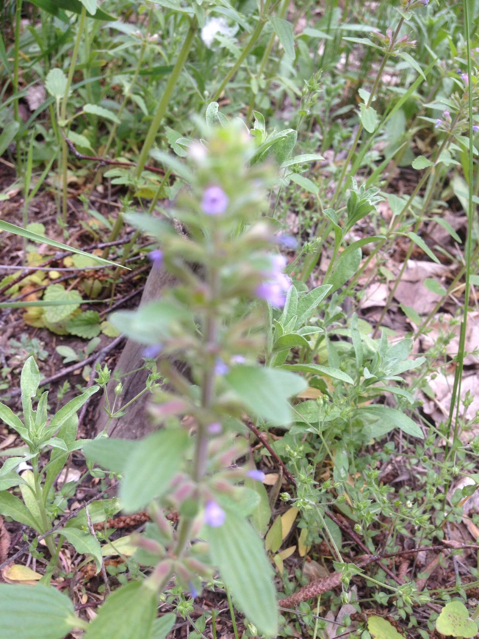 Image of thymeleaf dragonhead