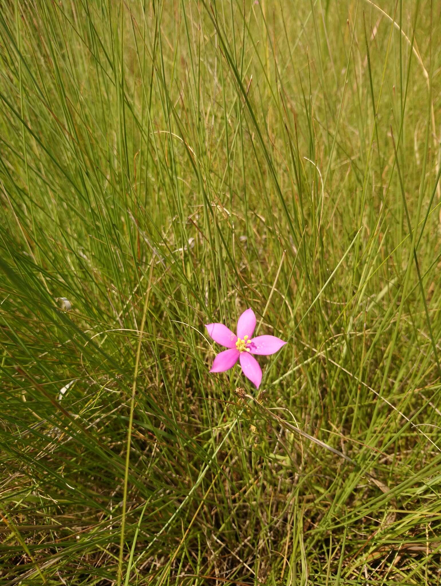 Image of Chironia purpurascens subsp. purpurascens