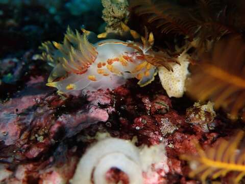 Okenia amoenula (Bergh 1907)的圖片