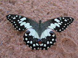 Image of Lime butterfly