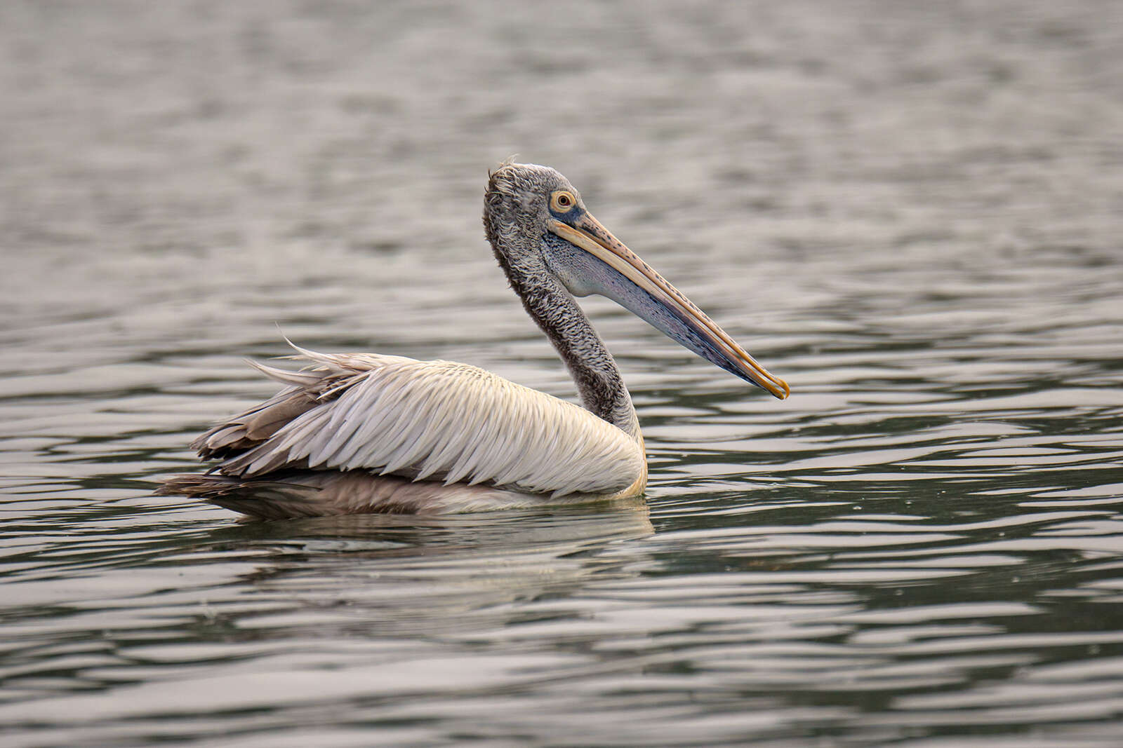 صورة Pelecanus philippensis Gmelin & JF 1789