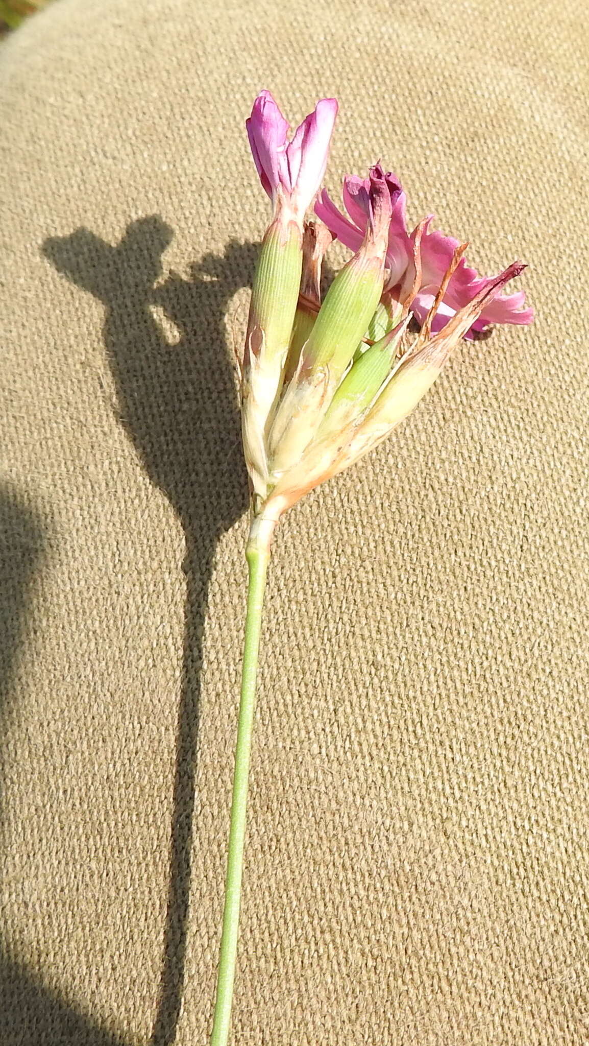 صورة Dianthus borbasii Vandas