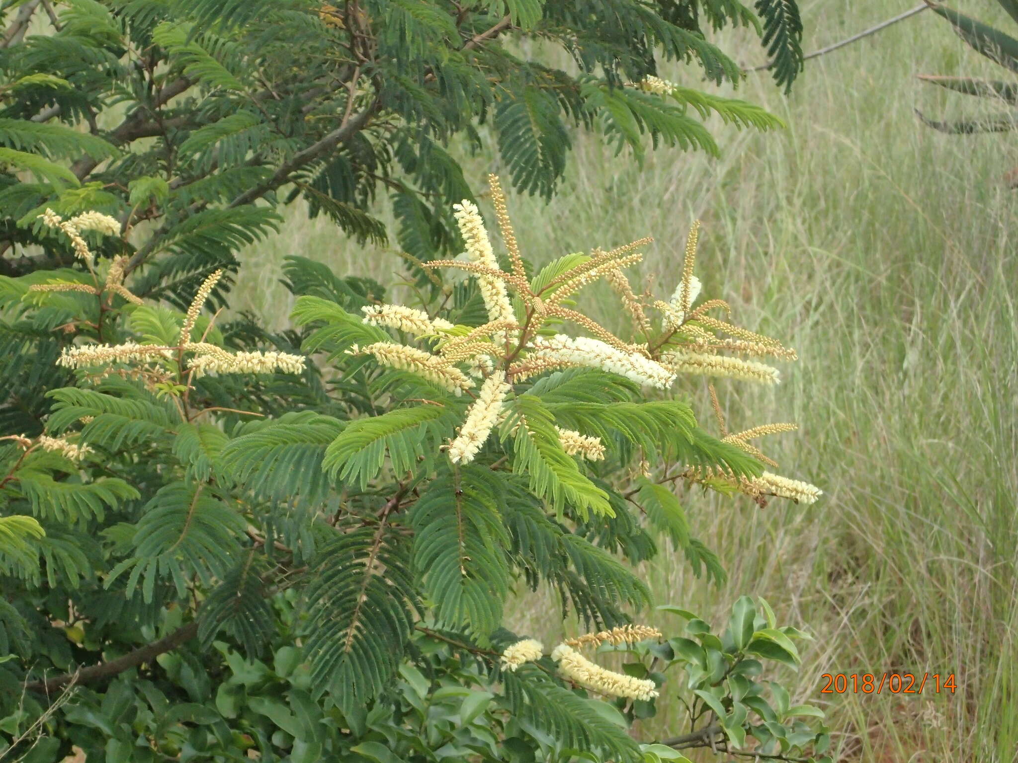 Image of Flame thorn