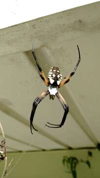 Image of Black-and-Yellow Argiope