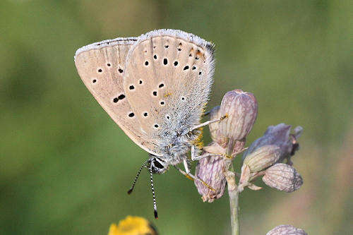 Image of <i>Lycaena hippothoe eurydame</i>