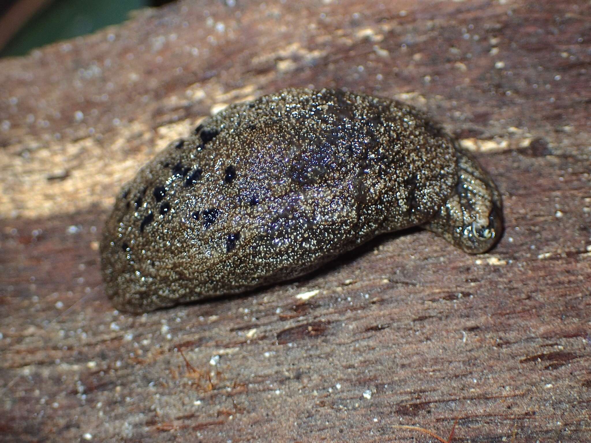 Image of Cystopelta purpurea Davies 1912