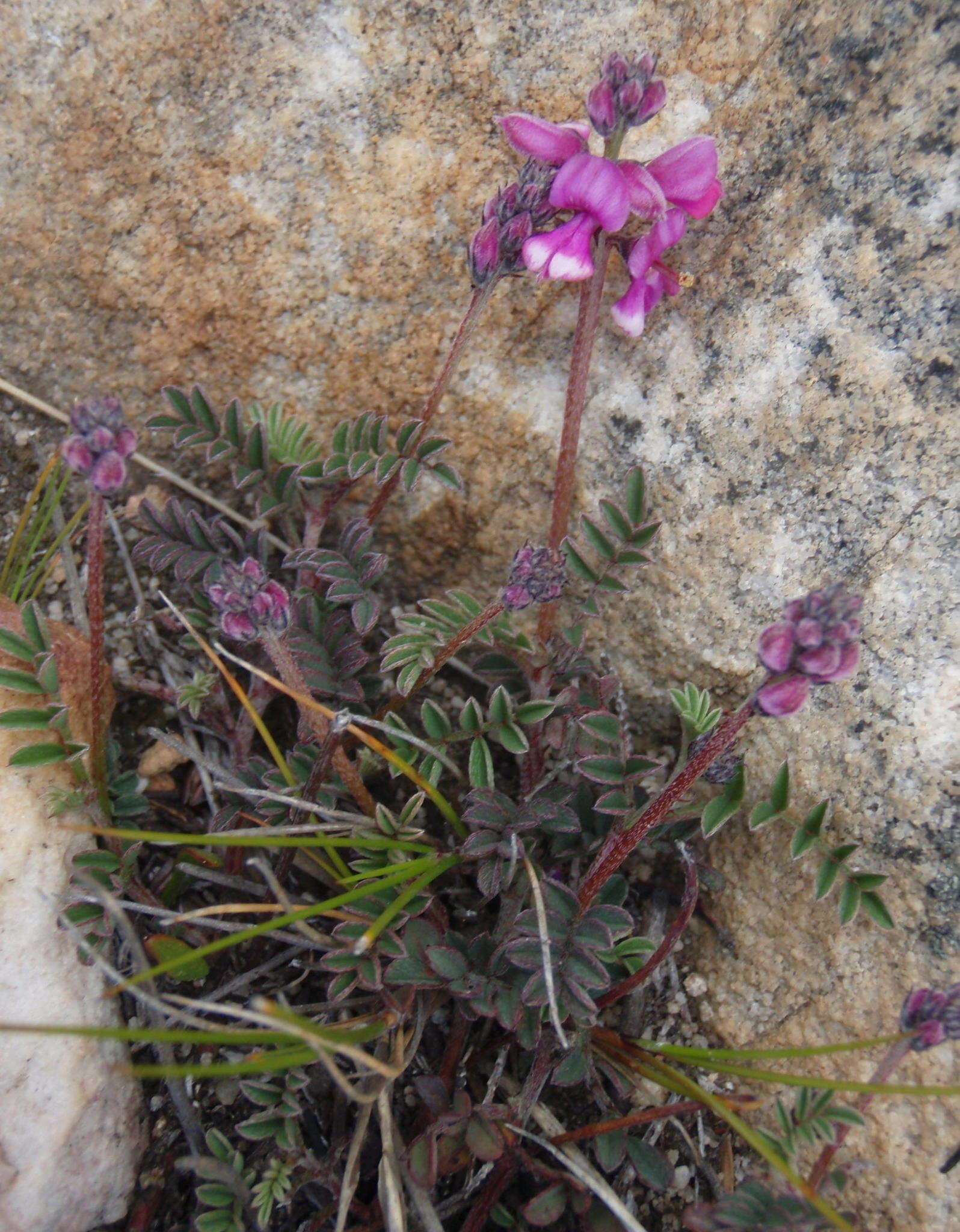 Слика од Indigofera declinata E. Mey.