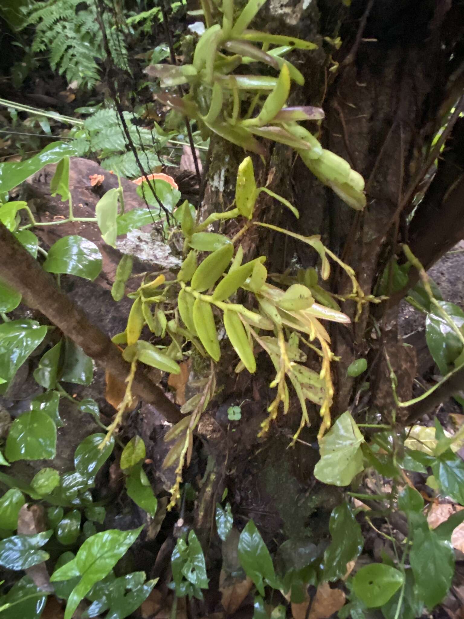 Image of Epidendrum cardiophorum Schltr.