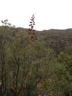 Image de Agave parryi subsp. neomexicana (Wooton & Standl.) B. Ullrich