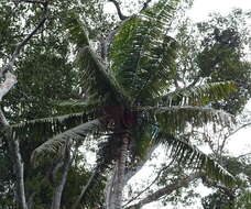 Image of Dypsis lastelliana (Baill.) Beentje & J. Dransf.