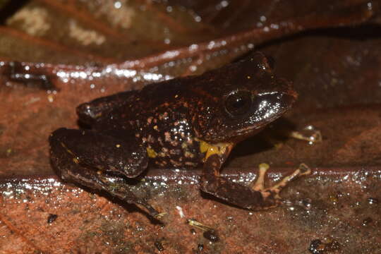 Image of Pristimantis piceus (Lynch, Ruiz-Carranza & Ardila-Robayo 1996)