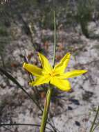 Image of Bobartia filiformis (L. fil.) Ker Gawl.