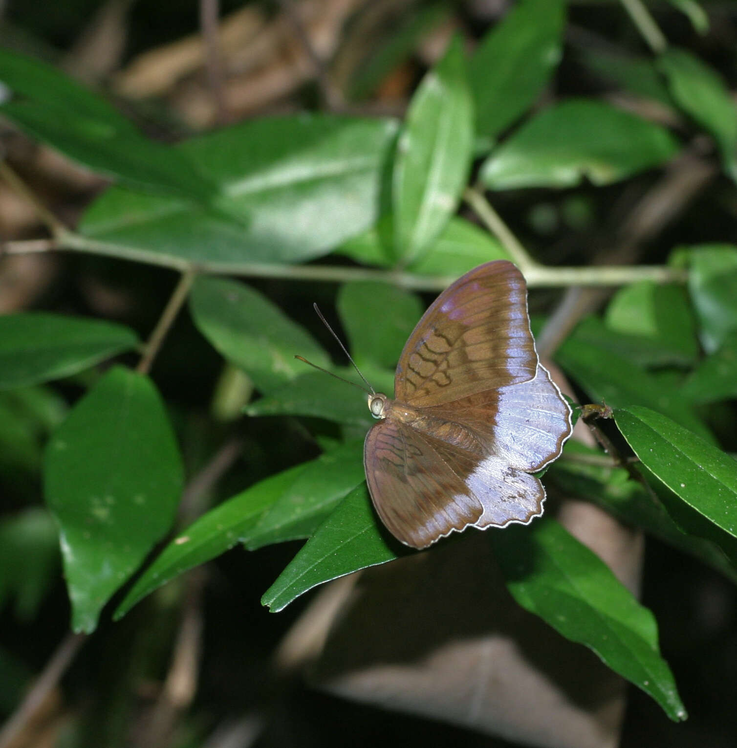 Слика од Tanaecia flora andersonii Moore 1884