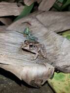 Image of Steindachner's Robber Frog; ra-da-mata