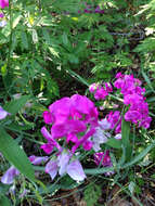 Image of Everlasting pea