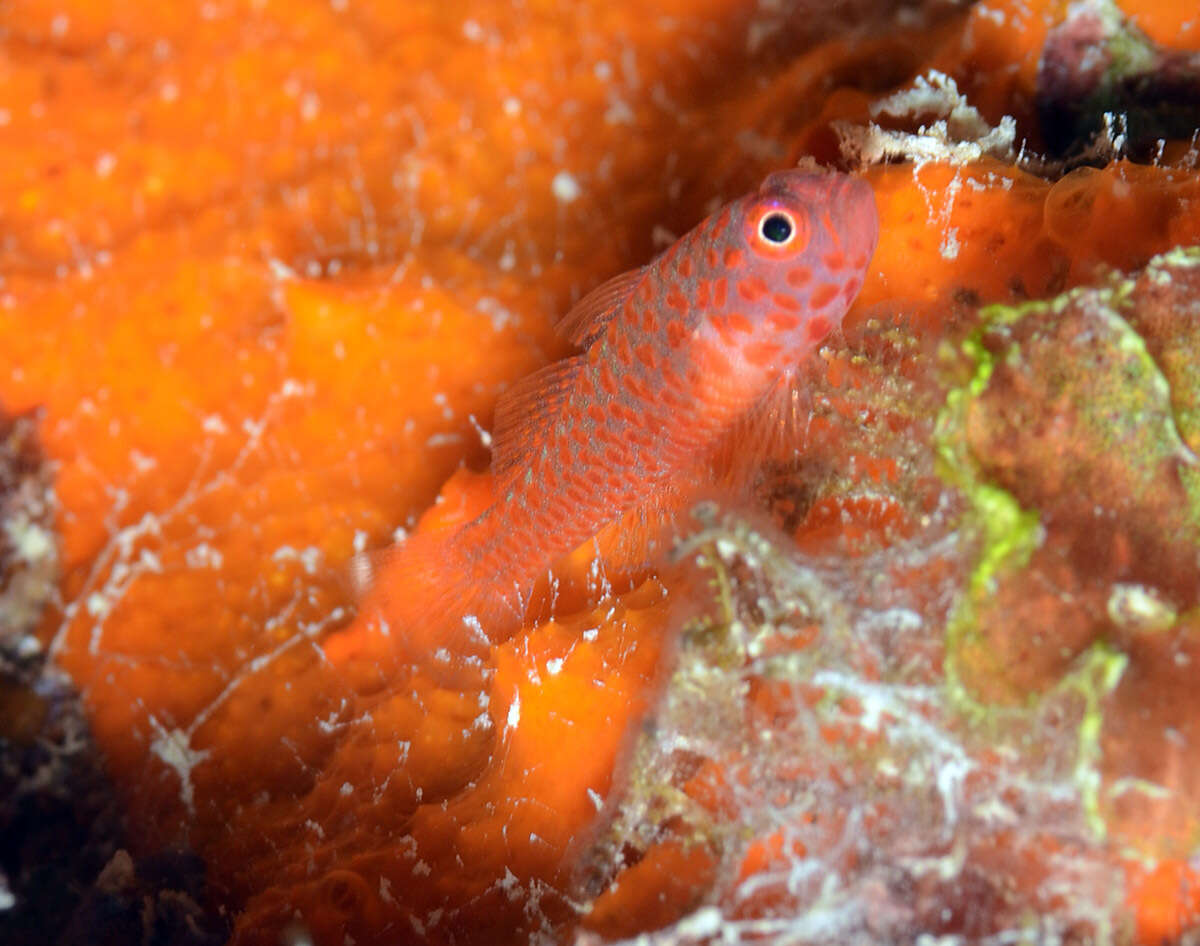 Image of Okinawa dwarfgoby