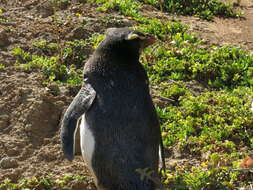 Image of Fiordland Crested Penguin